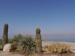two gigantic cactus (Echinocactus Grusonii) at the coast of the dead sea on a sunny day, Ein Gedi,...