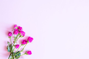 Flowers on a colored background. Flat lay