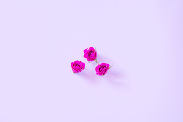Flowers on a colored background. Flat lay