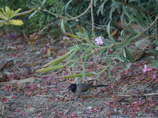 single Tristram's starling bird sitting beneath pink blooming Oleander bush