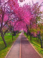 Fototapeta na wymiar Cherry tree blossom explosion in park