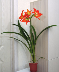Hippeastrum, bright, red and orange with a white-green core, blossomed in four large flowers on a thick green stem.