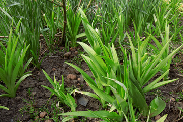 Obraz premium Natural abstract green background with grass. Side view