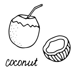 Hand drawn vector isolated food icon. Black outline illustration of tropical fruit. Coconut icon. 
