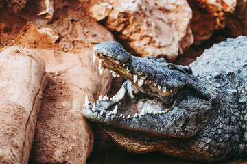 Crocodile du Nil avec la gueule ouverte