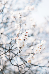 Apricot blossom
