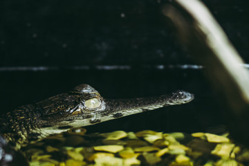 Portrait d'un caïman à lunettes dans l'eau