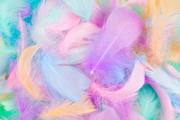 Colorful feather background, top view.