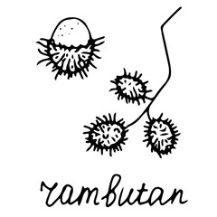 Hand drawn vector isolated food icon. Black outline illustration of tropical fruit. Rambutan icon. 