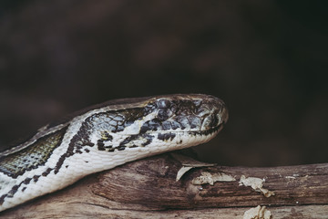 Portrait d'un serpent python royal