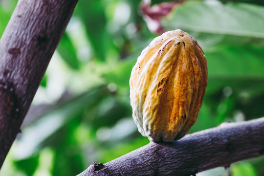 Coque de f&egrave;ve de cacao sur un cacaoyer