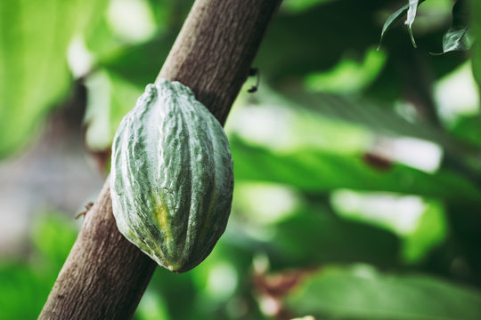 Coque de f&egrave;ve de cacao sur un cacaoyer