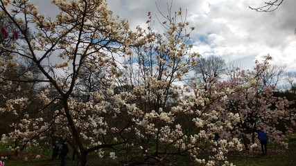 White Magnolia Tree in Blossom with People