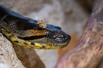 Portrait d'un tout petit serpent coloré