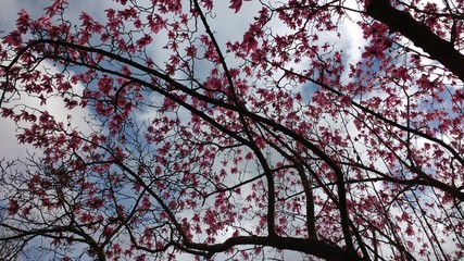 Pink Magnolia Blossom Tree Against Sky 