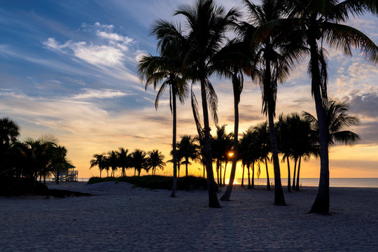 Palm trees on Miami Beach at sunrise in South Beach, Florida
