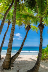 Palm trees on sandy beach palm and turquoise sea. Summer vacation and tropical beach concept.