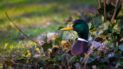 kaczka w parku miejskim © Fotoforce