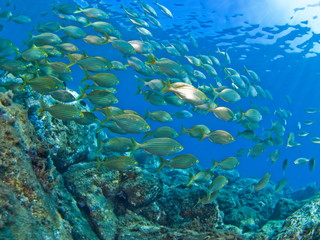 Fototapeta na wymiar School of fish in the Mediterranean. Underwater scenery.