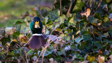 kaczka w parku miejskim © Fotoforce