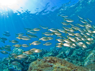 Naklejka na ściany i meble School of fish in the Mediterranean. Underwater scenery.