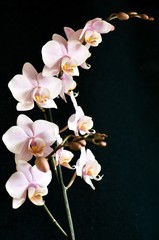 Fototapeta na wymiar Pale Pink Orchid on a Black Background