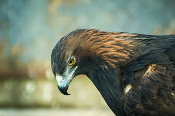 bird of prey