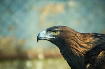 bird of prey