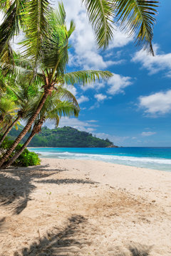 Palm trees on sandy beach palm and turquoise sea. Summer vacation and tropical beach concept.