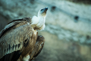 bird of prey