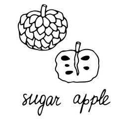 Hand drawn vector isolated food icon. Black outline illustration of tropical fruit sweetsop. Sugar apple icon.  Custard apple