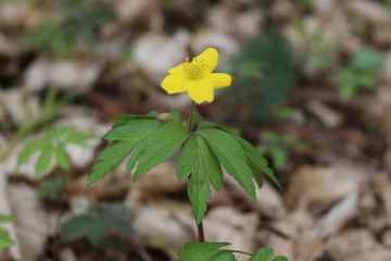 
Yellow buttercups bloomed in the spring forest