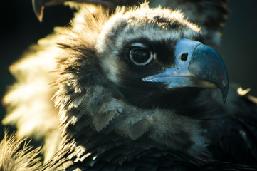 bird of prey