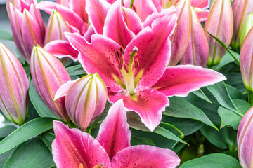 Fototapeta na wymiar beautiful blooming pink lilies and green leaves in the garden in netherlands in april