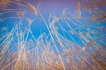 tall dry grass reeds blue sky