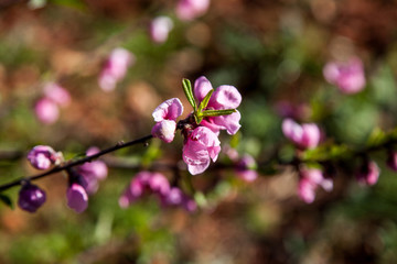peach blossom in the garden