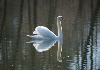 Schwan in der Frühlingssonne