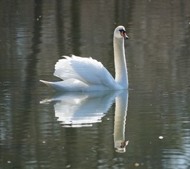 Fototapeta premium Schwan beim Flanieren