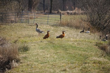 Gans und Enten am Fischteich