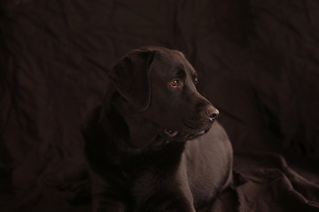 Black Labrador Retriever dog on black background