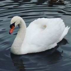 Obraz premium Schwan