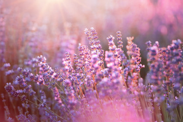 Lavender bushes closeup on sunset. Sunset gleam over purple flowers of lavender. Provence region of france.