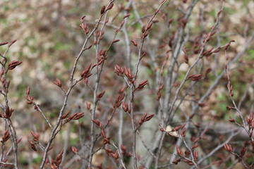  The buds are swollen in the trees and young leaves will appear soon