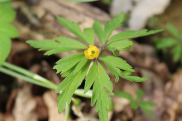 
Yellow buttercups bloomed in the spring forest