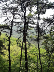 Beautiful scenic Landscape. View of mountains through pine trees.