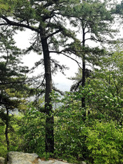 Beautiful scenic Landscape. View of mountains through pine trees.