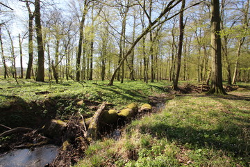 Auenwald im Frühling