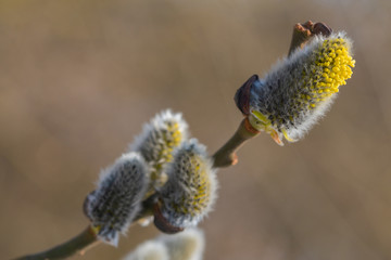 Silver willow Bud on the background of nature