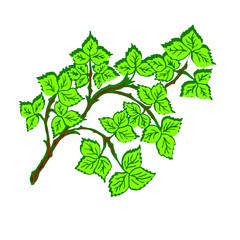 Naklejka premium Tree branch with green leaves over white background. Vector graphics. Artwork design element.