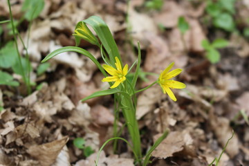 Yellow goose onion blooms in early spring in the forest